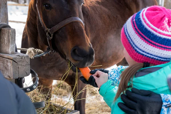 Bir kız, çiftlikte güneşli bir günde kırmızı bir atı havuçla besler..
