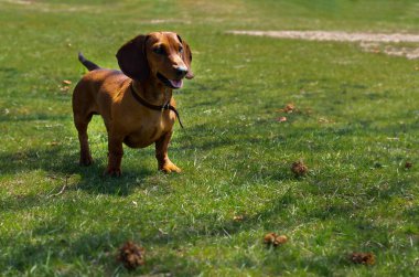 Genç bir dachshund, güneşli bir günde yeşil çimlerde poz verir.