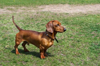 Genç bir dachshund, güneşli bir günde yeşil çimlerde poz verir.