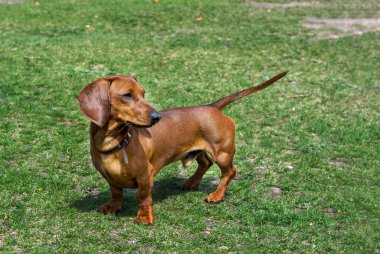 Genç bir dachshund, güneşli bir günde yeşil çimlerde poz verir.