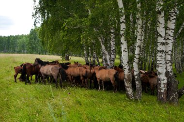 Güzel Yuryuzan nehrinde, Rusya 'nın Güney Uralları dağlarında