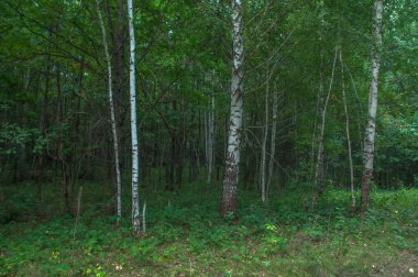 Bashkortostan, Rusya 'nın kuzeyindeki vahşi orman gölü yakınlarında sakin bir sabah