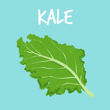 fresh kale on blue balckground vector 