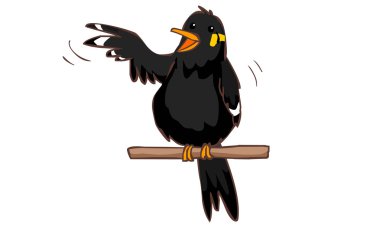 talkative hill myna bird vector