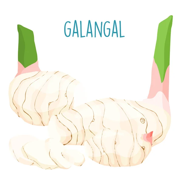 Fresh galangal root on with background vector — Stock Vector
