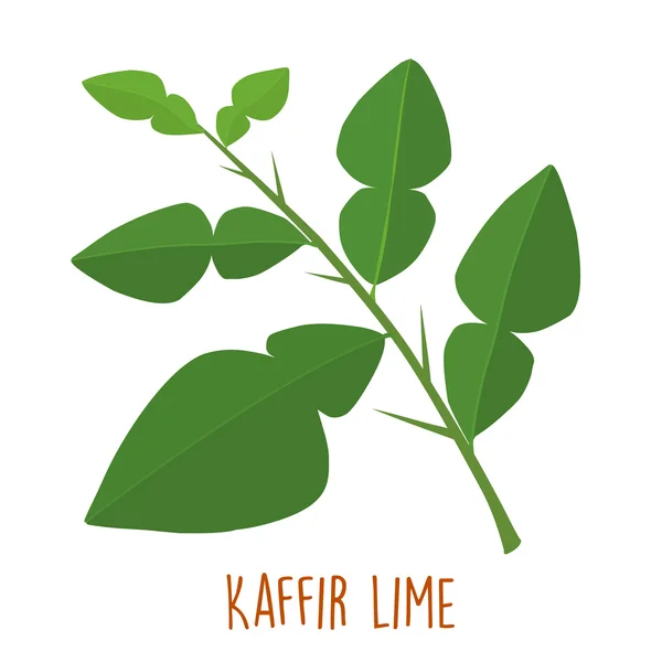 Fresco verde aromático kaffir hoja de lima vector — Archivo Imágenes Vectoriales