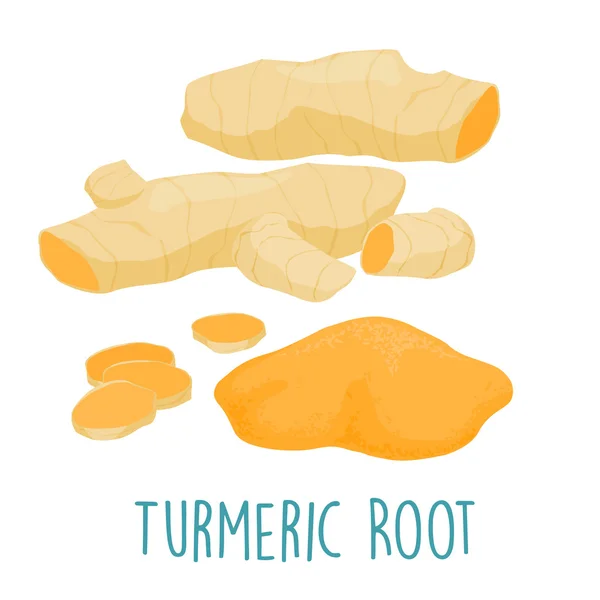 Fresh turmeric root on white background vector — Stock Vector