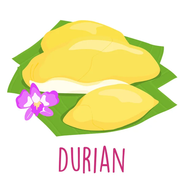 Durian thailändska populär frukt vit bakgrund vektor — Stock vektor