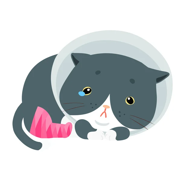 การบาดเจ็บของแมวปุย การแยกภาพเวกเตอร์ขา — ภาพเวกเตอร์สต็อก