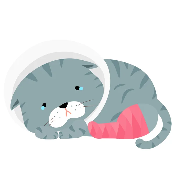 Gray cat injury splinting leg vector illustration — 스톡 벡터