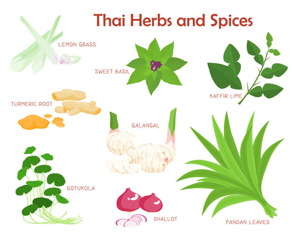 Тайские травы и специи - векторная иллюстрация
