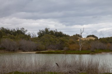 Tabiatı Charca de Maspalomas