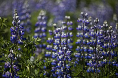 Wild lupine in Iceland