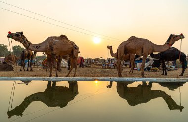Bir devenin ve güneşin sudaki yansıması.