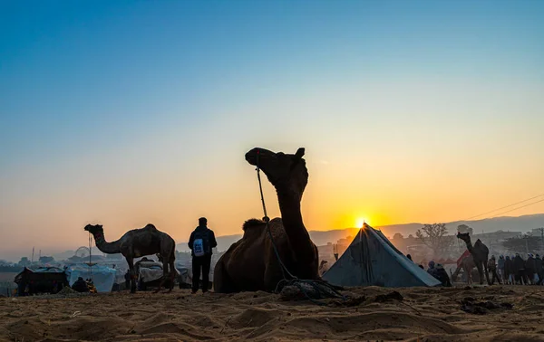 Silhuett Kamelen Mot Det Gyllene Solljuset Vid Pushkar Camel Festival — Stockfoto