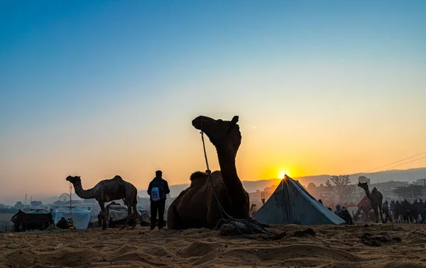 Silhouette Chameau Contre Lumière Dorée Soleil Festival Chameau Pushkar — Photo