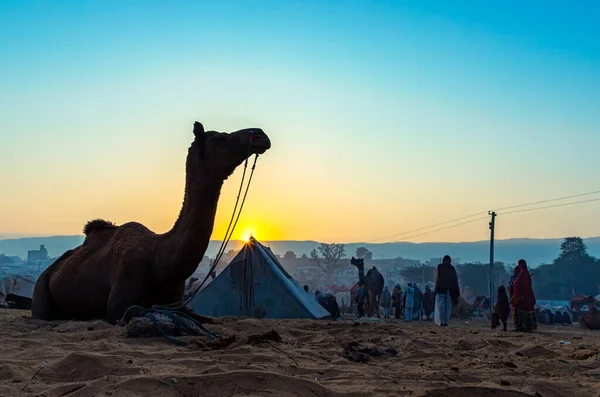 Deve Silueti Altın Gün Doğumuna Karşı Itme Deve Festivalinde — Stok fotoğraf