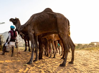 Sahibi ve devesi, Pulkar festivalinde duyuldu.