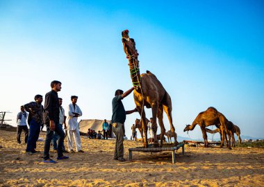 Deve ve sahibi hile yapıyor ve devesini kontrol ediyor..