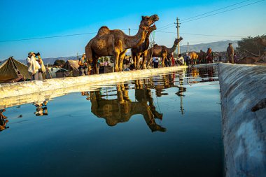 Sudaki devenin yansıması, develer su içiyor, mavi gökyüzü arka planda..