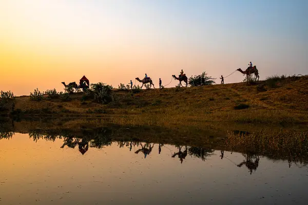 Красивый Вид Золотое Небо Верблюдов Идут Ряд Отражение Верблюдов Воде — стоковое фото