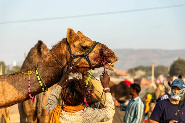 Ιδιοκτήτης Ελέγχει Καμήλα Του Υπάρχει Αίμα Στο Στόμα Καμήλες Μετά — Φωτογραφία Αρχείου