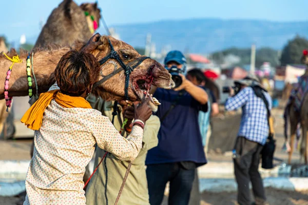 Owner Controlling His Camel Blood Camels Mouth — стоковое фото