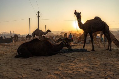 Bir deve sürüsü ve sabahın erken saatlerinde güneşin altın ışığı.
