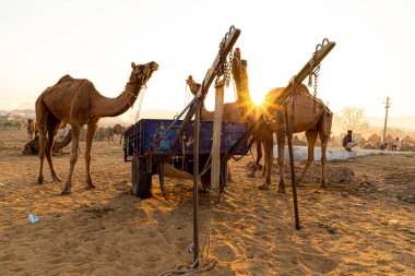 Bir deve sürüsü yemek yiyor ve güzel gün doğumu arka planda..