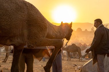 Sabahın erken saatlerinde devenin sahibi ve deve festivalinde güzel bir gün doğumu..
