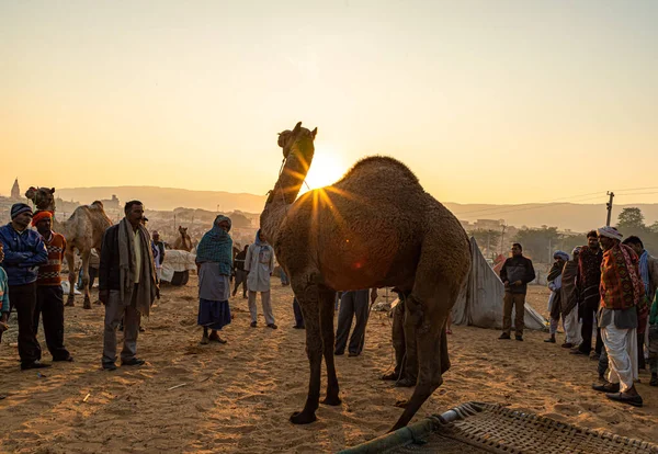 Ein Kamel Steht Und Dahinter Goldene Sonnenstrahlen — Stockfoto