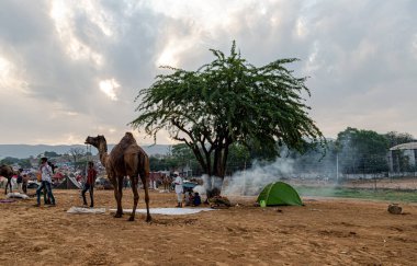 Pulkar deve festivali resmi, turist ziyareti push kar mela (adil)