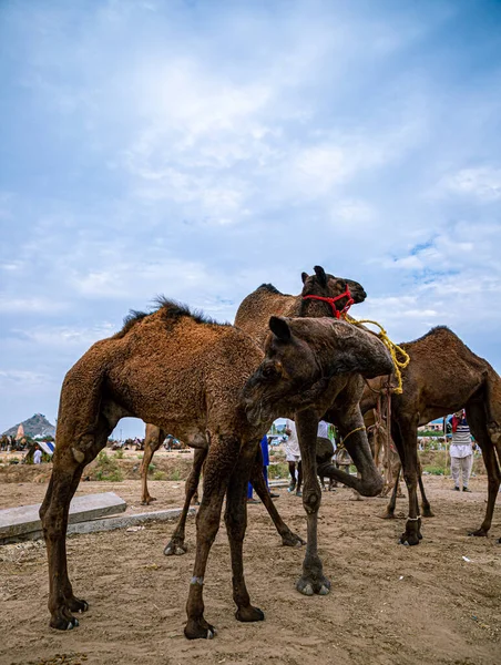 Kamelherde Und Dramatisch Blauer Himmel Beim Kamelfest Pushkar — Stockfoto