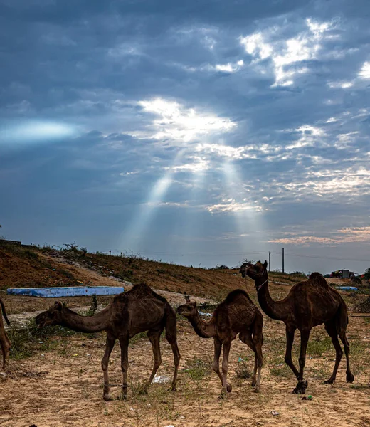 Drie Kamelen Pushkar Kameel Festival Blauwe Dramatische Hemel Met Stralen — Stockfoto