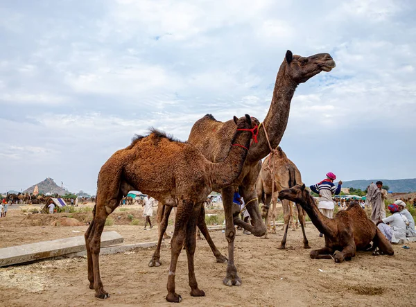 Kamelen Och Dess Lilla Kamel Pushkar Camel Festival — Stockfoto