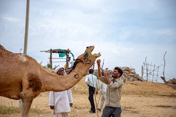 Devenin Sahibi Deve Festivalinde Devesini Kontrol Ederken — Stok fotoğraf