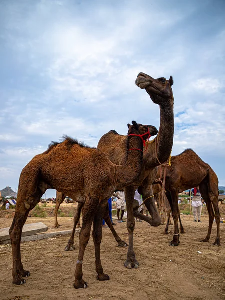 Стадо Верблюдов Впечатляющее Голубое Небо Заднем Плане — стоковое фото