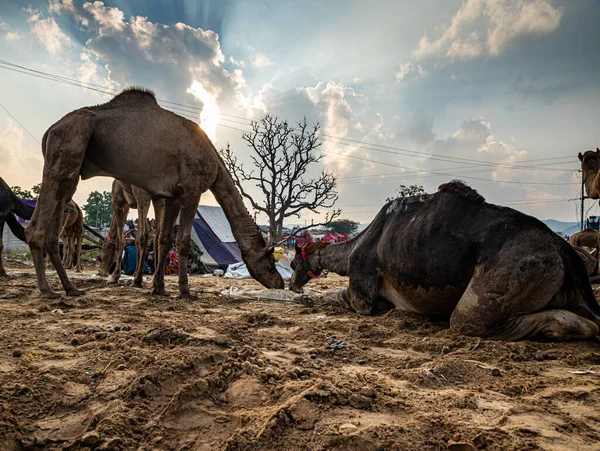 Hjorden Dromedar Kameler Leds Kasta Thar Öknen Landskap Och Dramatisk — Stockfoto