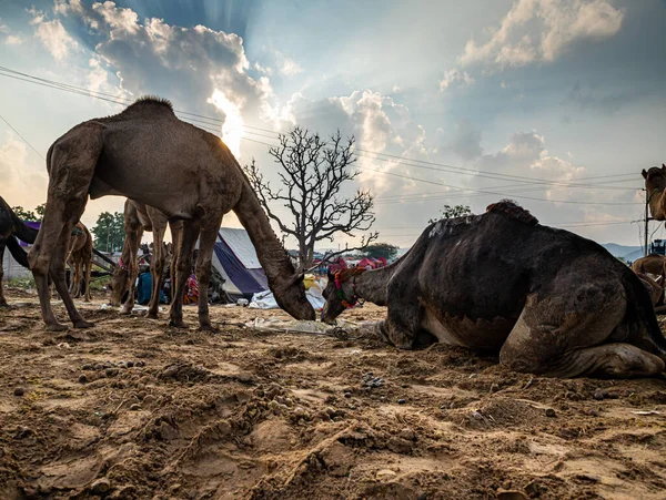 Dromedary Deve Sürüsü Götürülüyor Çöl Manzarasını Dramatik Gökyüzünü Arka Plana — Stok fotoğraf