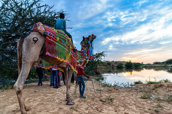 Верблюд Пруд Водой Красивое Драматическое Небо Пушкаре — стоковое фото