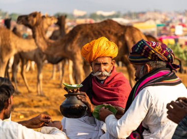 Deveden süt içen yaşlı bir adam. Geleneksel fuar için Rajasthan sürüsünün her yerinden çiftçiler ve tüccarlar..