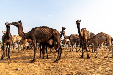Yeni doğan bebek deve süt içiyor. Rajasthan 'ın her yerinden çiftçiler ve tüccarlar yıllık fuar için akın ediyor..