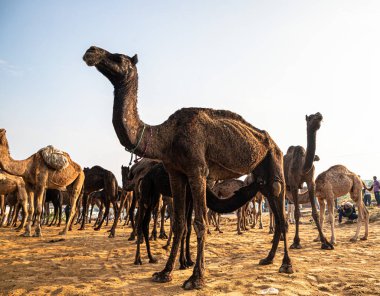 Yeni doğan bebek deve süt içiyor. Rajasthan 'ın her yerinden çiftçiler ve tüccarlar yıllık fuar için akın ediyor..