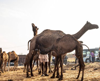 Yeni doğan bebek deve süt içiyor. Rajasthan 'ın her yerinden çiftçiler ve tüccarlar yıllık fuar için akın ediyor..