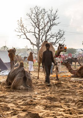 Rajasthan 'ın dört bir yanından gelen çiftçiler ve tüccarlar yıllık fuar gezisine katılıyor..