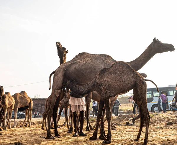 Yeni Doğan Bebek Deve Süt Içiyor Rajasthan Her Yerinden Çiftçiler — Stok fotoğraf