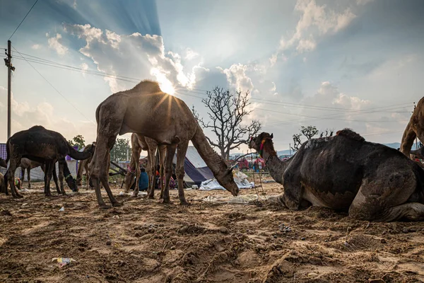 Rajasthan Dört Bir Yanından Gelen Çiftçiler Tüccarlar Geleneksel Fuar Gezisine — Stok fotoğraf