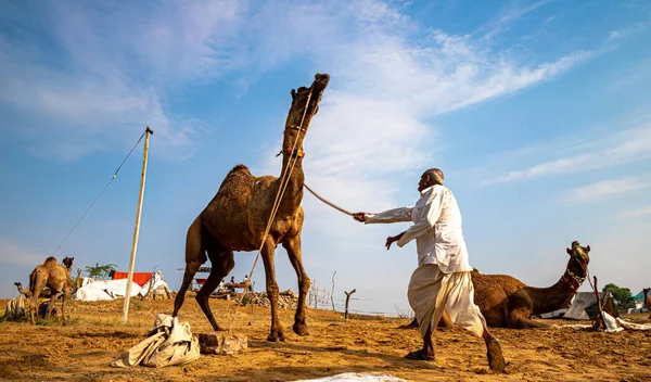 Rajasthan Bir Çiftçi Devesini Sopayla Dövüyor — Stok fotoğraf