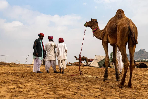 Çölün Kum Tepelerindeki Deve Tüccarları Seçici Bir Şekilde Konuya Odaklandılar — Stok fotoğraf