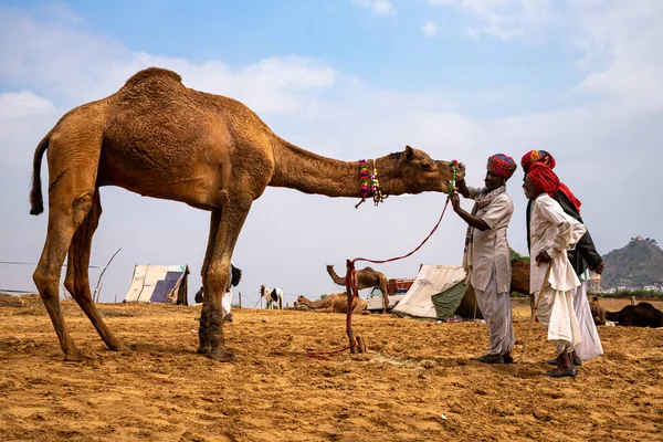 Dişleri Kontrol Eden Deve Tüccarları Çölün Kum Tepelerindeki Devenin Dişlerini — Stok fotoğraf